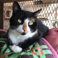 Easter blessings: a calico cat named Mass