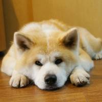 Akita bijin: a dog named Capella