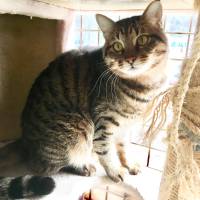 A big-eyed, beautiful tabby named Pei seeks a home