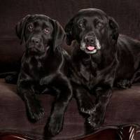 The black Labrador puppy Gunni (left) is a clone of Billy Bean. Perpetual pets: Cloning dogs and cats is not just for celebrities anymore