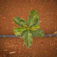 A freshly watered young arabica coffee tree grows at a plantation in Alfenas, southern Brazil, on Feb. 27. Experimental genetic 'hack' could boost crops' water efficiency by 25%