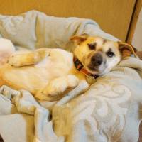 Bend me, shape me: A dog named Skye