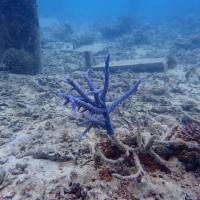 A photo from one of Diving School Umicoza’s dives in 2017 shows a single blue branching coral amid the brown rubble of a collapsed reef. The color of climate change in Japan's Yaeyama archipelago