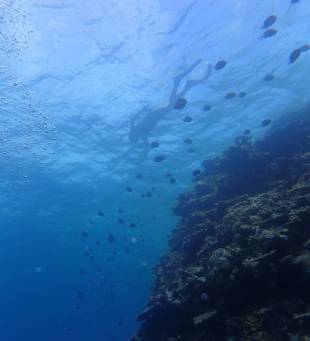 A snorkeller swims above a reef in the north of Ishigaki Island.