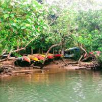 Welcome to the jungle: Kayaks stacked in the mangrove forest, ready to be paddled through its swampy waters. A journey by kayak through Iriomote's mangrove forests