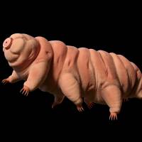 Biologists are studying a tardigrade’s ability to restart life after rehydration. Tiny tardigrades might hold the key to the origin of life