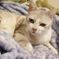 Gentle beauty: a cat named Nei