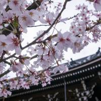 Sacred experience: Though always busy in spring, the Kiyomizudera Temple in Kyoto is renowned for its impressive display of sakura (cherry blossoms). Go west to enjoy a family <em>hanami</em> party