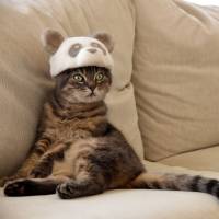 Ryo and Hiromi Yamazaki’s Scottish Fold Nyaa models a panda hat made from his molted hair. A fuzzy tale of Japan's famous cats in hats