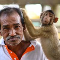 A pig-tailed macaque grooms trainer Wan Ibrahim Wan Mat outside his house in the village of Melor in the northern Malaysian state of Kelantan on Feb. 8. Serious monkey business at Malaysia school for macaques