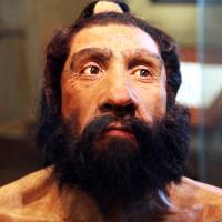 A Neanderthal model in the Smithsonian Museum of Natural History in Washington. Neanderthal nose: All the better to breathe with, study shows