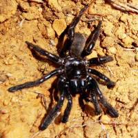 No. 16 World's oldest known spider dies at 43, stung by a wasp