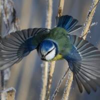 A blue tit flies among dried plants covered with hoarfrost near the Belarus village of Dukora, some 40 km (25 miles) southeast of Minsk, in February. A study published Monday in the Proceedings of the National Academy of Sciences gives the first global look at a worsening timing problem. For example in the Netherlands, the Eurasian sparrow hawk has been late for dinner because its prey, the blue tit, over 16 years has arrived almost six days earlier than the hawk. Global warming messing with nature's dinner time as food, feeders miss each other: study