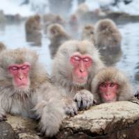 Japanese researchers say snow monkeys in Nagano Prefecture bathe in hot springs to reduce stress from the winter cold and to improve their chances of reproducing and surviving. Nagano's snow monkeys bathe in hot springs to relieve stress, study says