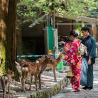 The deer at Nara Park — numbering on average about 1,200 — are protected as a national treasure. Oh deer! Nara urges use of 'deer sign language' by tourists after more get bitten by hungry animals