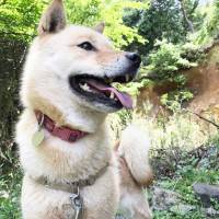 The real thing: A Hokkaido mix named Verity