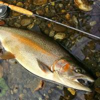 Catch and release: One of the most popular species to catch in Hokkaido is the rainbow trout, ferocious fighters that have an uncanny ability to outsmart their lures. Fly-fishing in the remote reaches of Hokkaido
