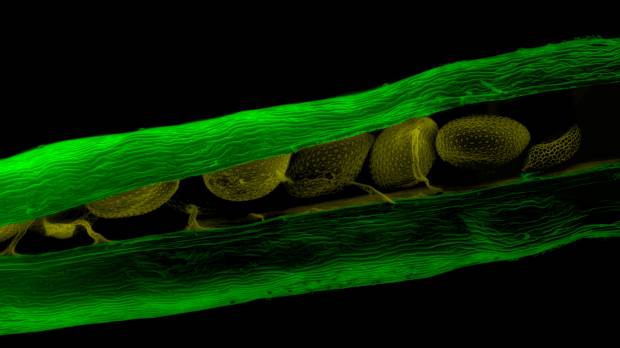 Wonderful weed: Scientists at the Riken Center for Sustainable Resource Science in Tsukuba, Ibaraki Prefecture, have detected a hormone that senses drought in thale cress. Scientists discover hormone that helps plants sense drought