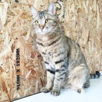Star light, star bright: a tabby cat named Asari