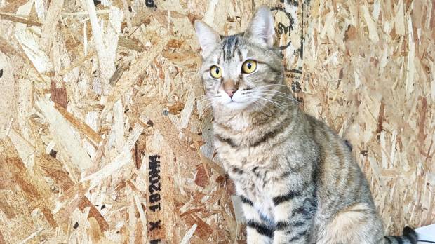 Star light, star bright: a tabby cat named Asari