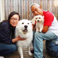 Great haven: Great Pyrenees Coco finds a new home in Tokyo