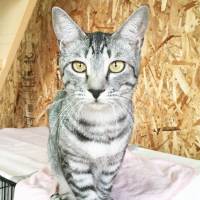Lust for life: A regal kitten with loving personality