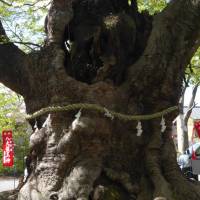 Revered sights: A 500-year-old sacred zelkova tree at Imamiya Shrine, one of the key spiritual loci related to Chichibu sects of Shinto and Shugendo. Chichibu: Steeped in tradition, but challenged by industry