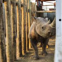 A rhino is seen in a cage Wednesday in the Addo Elephant Park, near Port Elizabeth, South Africa, to be transported to Zakouma National Park in Chad. Six critically endangered black rhinos are being sent from South Africa to Chad, restoring the species to the country in north-central Africa nearly half a century after it was wiped out there. Six critically endangered black rhinos flown from South Africa to Chad park