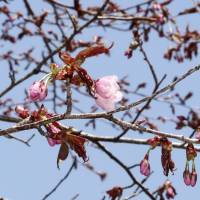 Ezo-Yamazakura cherry blossoms are seen at a park in Kushiro, Hokkaido, on Saturday. Early peaking of Japan's cherry blossoms laid to warmer March, climate change