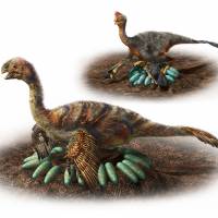An illustration released by Nagoya University shows reconstructions of two oviraptorosour dinosaurs incubating eggs. How does a 1-ton dino hatch its eggs? Carefully