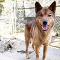 Look this way: a dog named Gobo