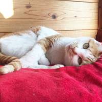 Tiger in your tank: a kitten named Kenzo
