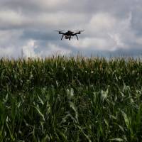 A drone is used to survey a corn research field in College Station, Texas, May 23. Fields of dreams: Texas project seeks new corn strains for localized whiskey