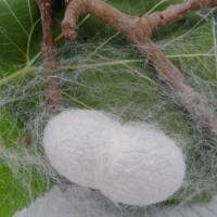 A startup in Fukuoka Prefecture has launched a business producing pharmaceutical materials using silkworms. Japanese startup to make drugs using silkworms