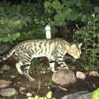 A feral cat is seen in the wild in Australia. Feral cats are killing more than one million reptiles every day in Australia, a new study has found. Australian feral cats kill a million reptiles a day: study
