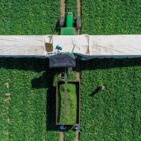 Seasonal workers from Romania crop cucumbers at the Spreewaldbauer Ricken farm in Sellendorf near Baruth, northeastern Germany, on Thursday. Experts question wisdom that more food production means less hunger