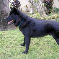 A Kintamani dog Bali's Kintamani dogs seek global recognition