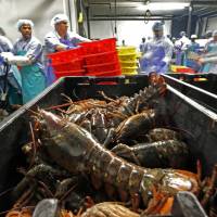 Lobsters are processed at the Sea Hag Seafood plant in St. George, Maine, in 2014. A set of retaliatory tariffs released by China includes a plan to tax American lobster exports. Beijing strikes back after Trump sets tariffs on $50 billion worth of Chinese goods