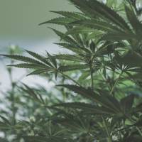 Marijuana cultivation or possession is strictly controlled in Japan. In a rare case, marijuana plants were discovered earlier this week growing near the Upper House building in Tokyo. Seeking higher office: Marijuana found growing near lawmakers' building in central Tokyo