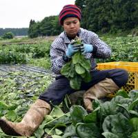 Thai workers toil away at the Green Leaf farm in Showa, Gunma Prefecture, on June 6. Japan's demand for foreign workers may soften immigration policy, albeit slowly