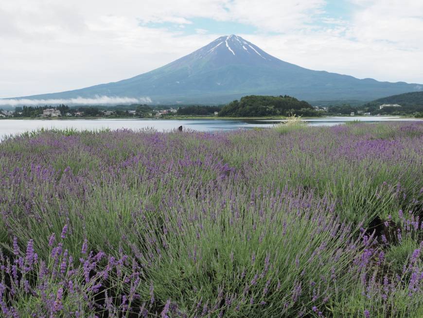 Kawaguchiko Herb Festival 2018 Good morning: The view from Oishi Park takes in Mount Fuji, which makes it a great spot for camping.