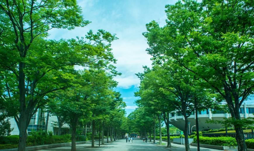 Kagoshima Shochu & Music Fes A leafy affair: Trees line the pedestrian road leading to Yoyogi Park where Kagoshima Shochu & Music Fes is set to take place. | WILLIAM MEERWARTH
