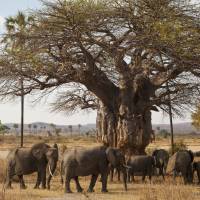 Ancient life: Elephants in Tanzania rub against an old baobab, a type of tree that a recent report notes has suffered a huge decline in population in the past 50 years. Baobabs a wake-up call for action on climate change