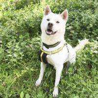 Oh happy day: a Kishu named Toji