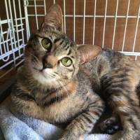 A sucker for you: A cat named Tenri