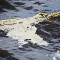 Algae is carried to shore by waves on Lake Okeechobee on Tuesday in Pahokee, Florida. Tourism, fishing and public health are being threatened by several contaminants discoloring stretches of beaches at the southern end of the Florida peninsula. Toxic algae, seaweed and red tide threatening Florida waters and beaches