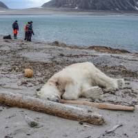 A dead polar bear lies on a beach at Sjuøyane north of Spitzbergen, Norway, on Saturday. Norwegian authorities said the polar bear attacked and injured a crew member of the MS Bremen cruise ship who was leading tourists off the vessel on the Arctic archipelago between mainland Norway and the North Pole. Polar bear shot dead after wounding cruise ship worker on Spitzbergen isle landing party