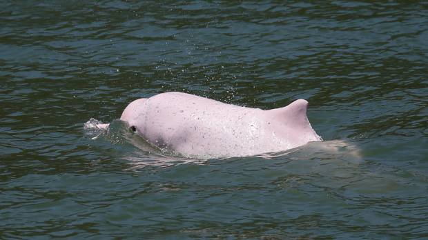 A Chinese white dolphin, which appears pink, swims off Lantau island in Hong Kong on May 30. Bridge to China brings threat for Hong Kong's native pink dolphin