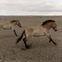 Two wild Przewalski’s horses run in the Takhin Tal reserve in southwest Mongolia on June 20 after being transported from the Czech Republic. Long way home as Przewalski's horses fly to Mongolia