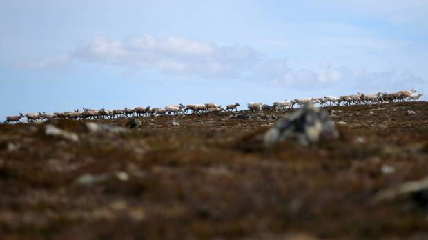 Reindeer walk on the Finnmark Plateau in Norway on June 16. As Arctic warms, reindeer herders tangle with new industries